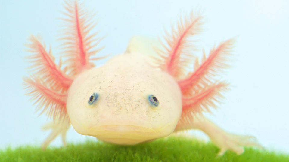 Saving the Mexican salamander 墨西哥蝾螈濒临灭绝