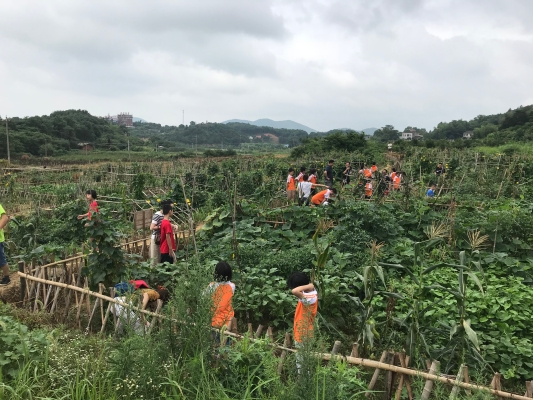 麓山国际实验小学1404班开展暑假社会实践活动