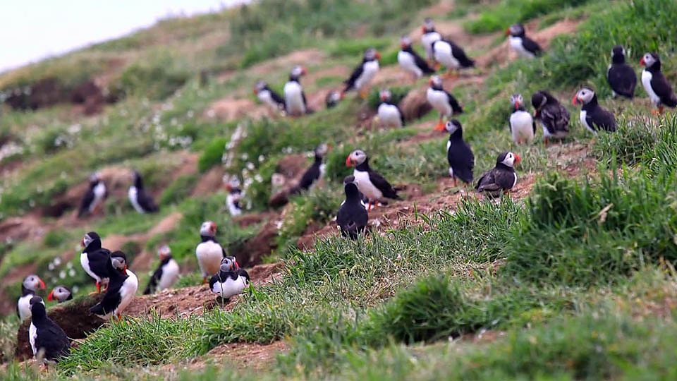 Helping the puffin make a comeback 英海岛研究助濒危物种海鹦鹉数量增加