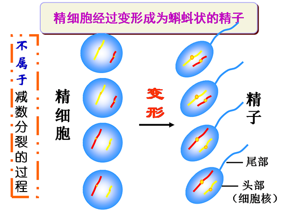 高一生物教案：减数分裂和受精作用(3)