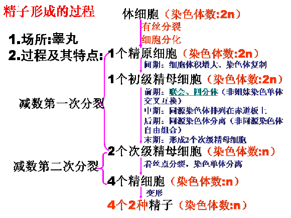 高一生物教案：减数分裂和受精作用(3)