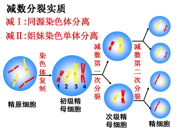 高一生物教案：减数分裂和受精作用(3)