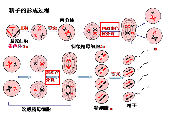 高一生物教案：减数分裂和受精作用(3)