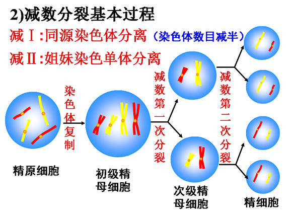 高一生物教案：减数分裂和受精作用(2)