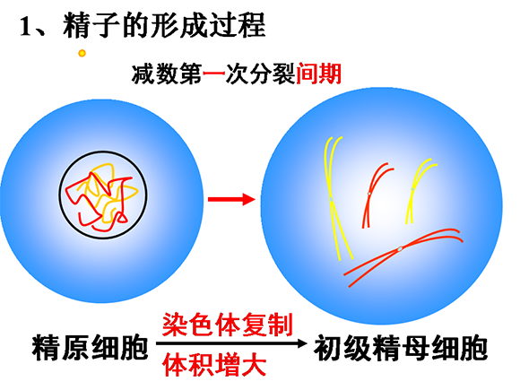 高一生物教案：减数分裂和受精作用(2)