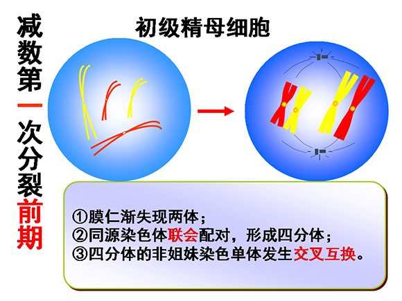 高一生物教案：减数分裂和受精作用(2)