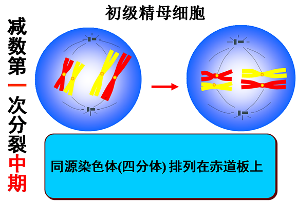 高一生物教案：减数分裂和受精作用(2)