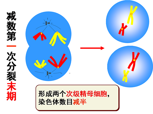 高一生物教案：减数分裂和受精作用(2)