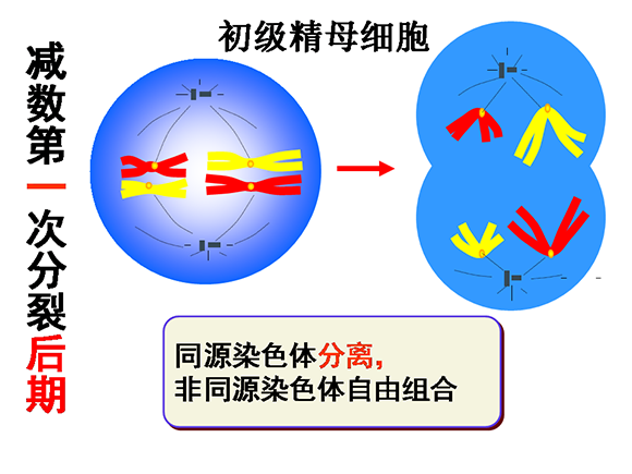 高一生物教案：减数分裂和受精作用(2)