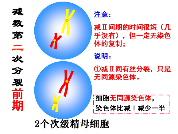 高一生物教案：减数分裂和受精作用(2)