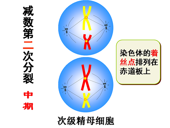 高一生物教案：减数分裂和受精作用(2)