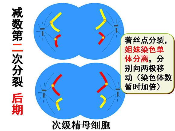 高一生物教案：减数分裂和受精作用(2)