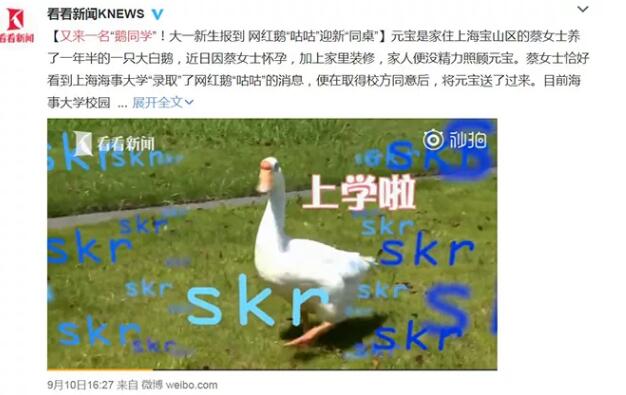这所大学又录取了一只新鹅!新同学英文怎么