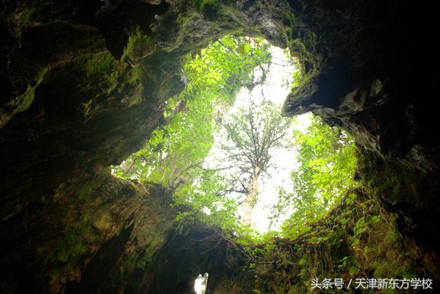 世界地理知识:象征爱情的心形树桩 世界地理知识:象征爱情的心形树桩