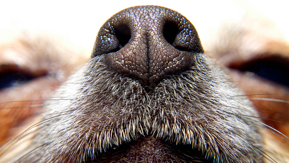 Dogs could help detect malaria 狗能从袜子里 “闻” 出人是否患有疟疾