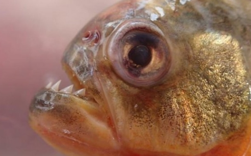 食人鱼的“鸣笛”叫声揭露亚马逊水下的“硝烟战场”