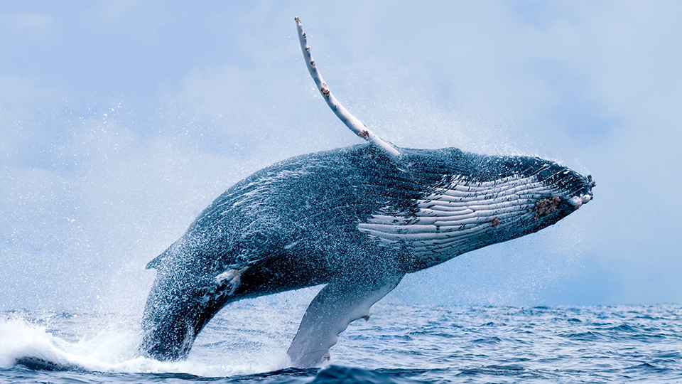 The changing sound of whale song 变化万千的鲸鱼之歌