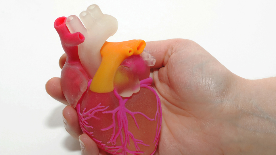 3D printing human anatomy 用 3D 打印技术制作出的人体解剖模型