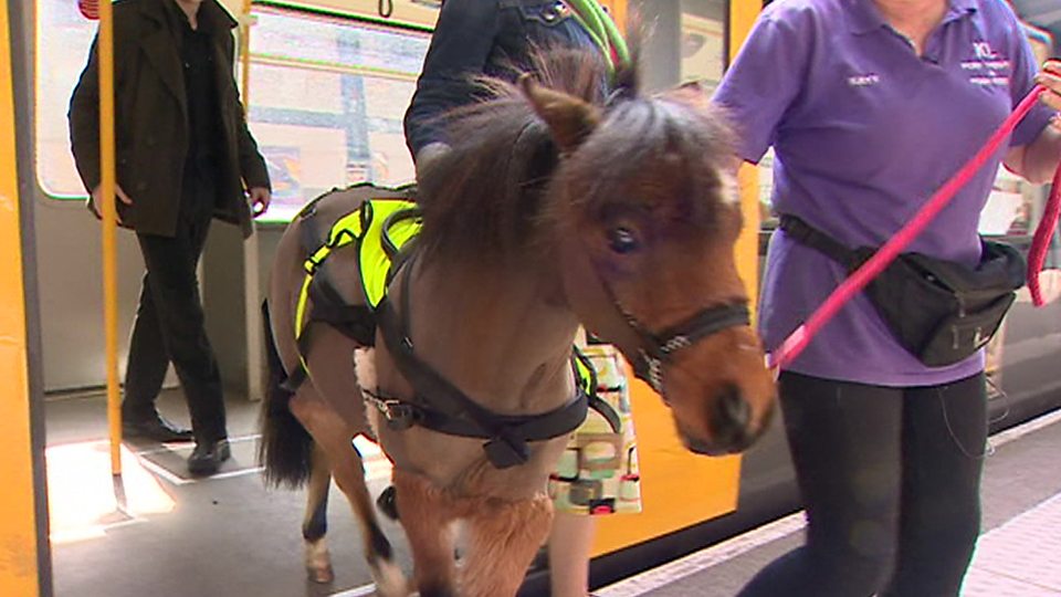 Meet Britain's first trainee guide pony 来看看英国第一匹实习导盲马