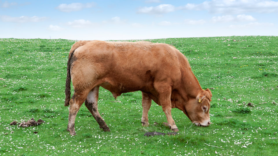 Using cow waste to fight climate change 利用牛粪对抗气候变化