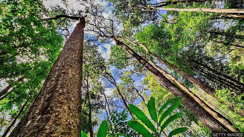 The Amazon and climate change 亚马逊雨林砍伐与气候变化的关系