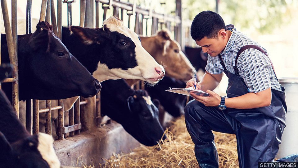 Becoming a young farmer in the 在英国成为一名青年农民
