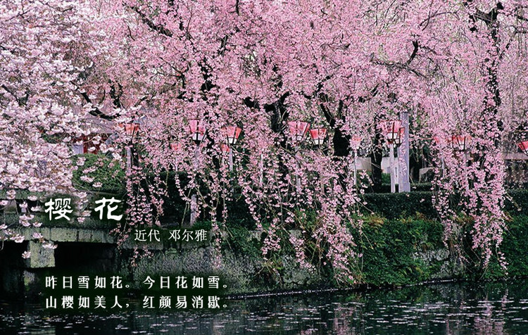 小学一年级中国古诗词百花篇欣赏樱花