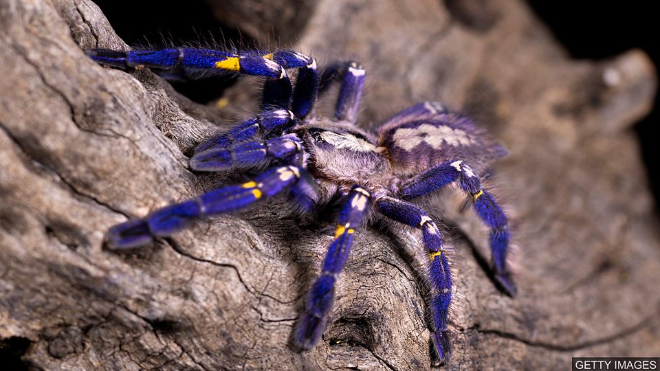 Beating your fear of spiders 战胜你对蜘蛛的恐惧