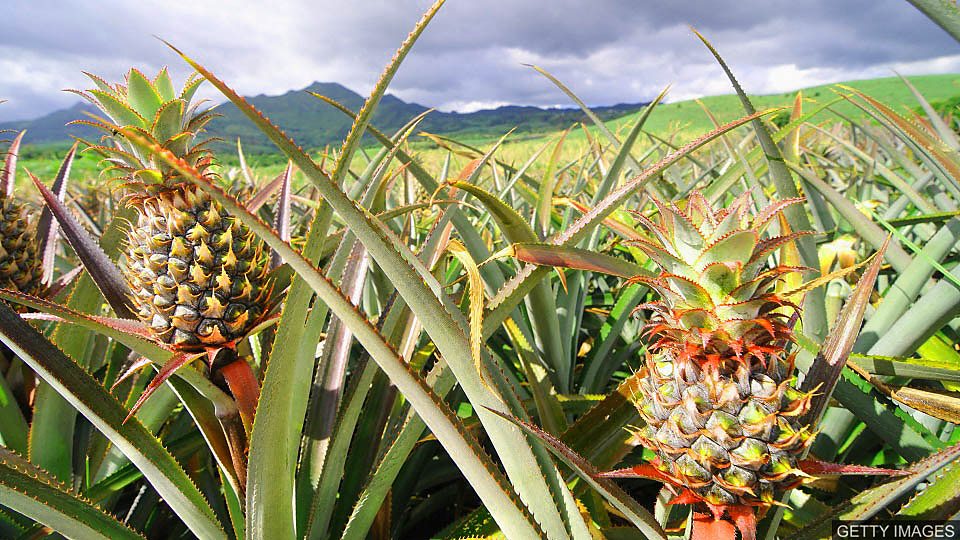 Turning pineapples into bags 用菠萝叶子做包包
