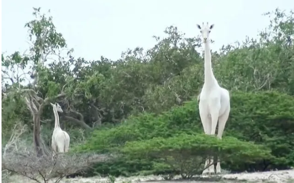 肯尼亚唯一的雌性白色长颈鹿和幼崽被偷猎者杀害（双语）