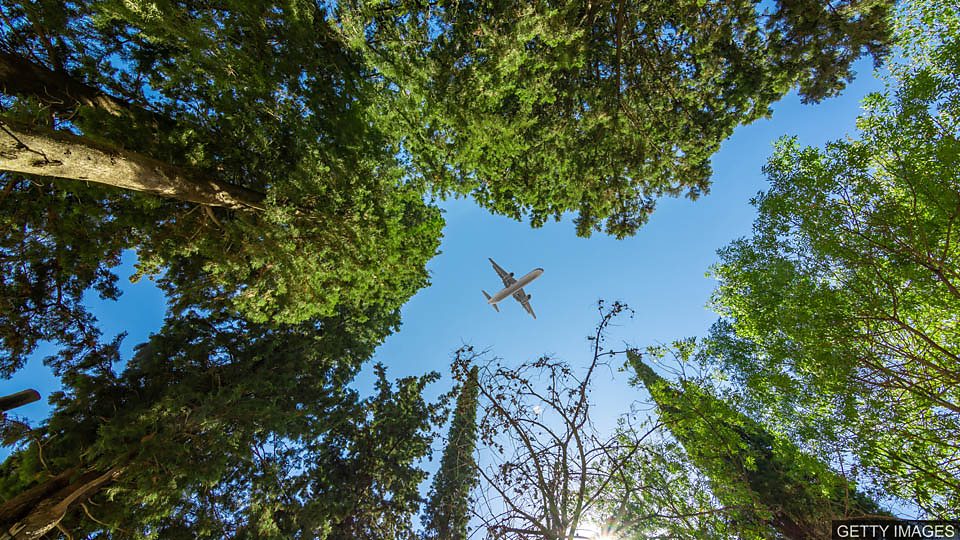 Can trees help climate change? 植树是否有助于应对气候变化？