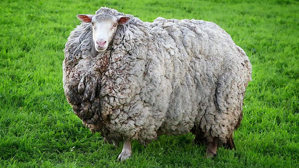Prickles the sheep has been found! 绵羊 “隐居” 七年后重返农场