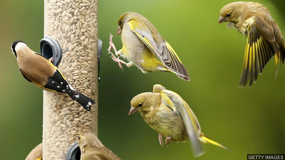 Wildlife in lockdown 野生动物在新冠肺炎疫情封锁期间的生活
