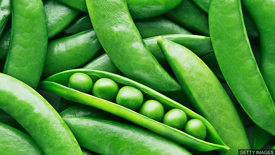  豌豆变塑料 Making ‘plastic’ from peas