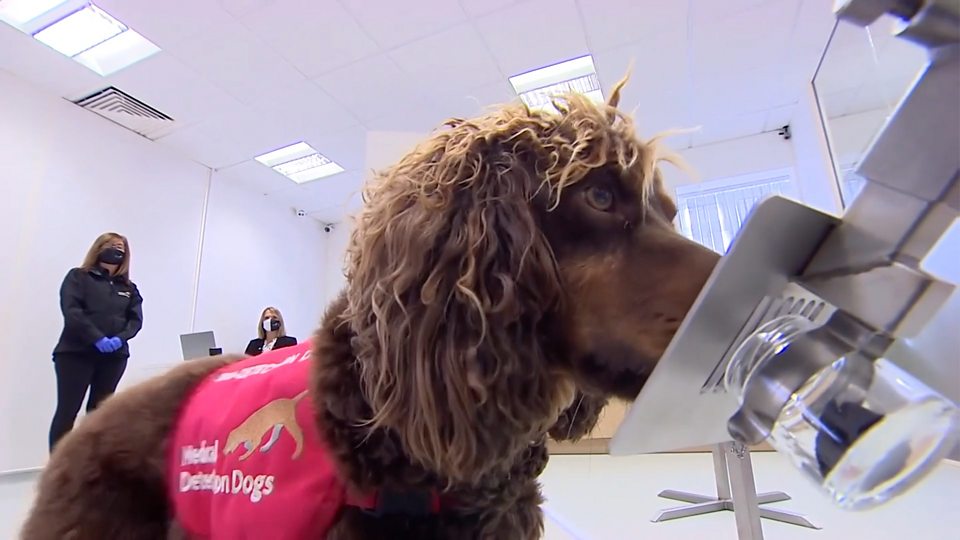  英国训练新冠肺炎检测犬 The dogs sniffing out coronavirus