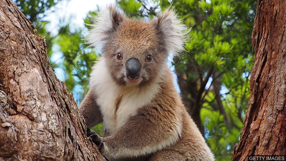  澳大利亚林火获救考拉重归自然 Koalas return to the wild