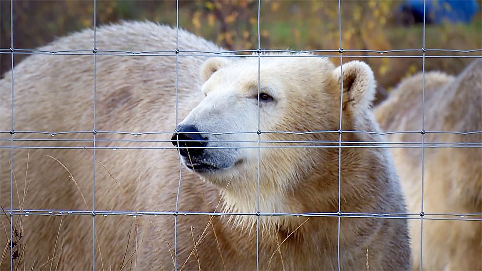  北极熊搬家 Polar bear moves house!