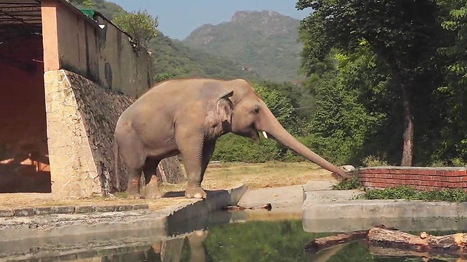  世界上最孤独的大象重获新生 New life for world’s loneliest elephant