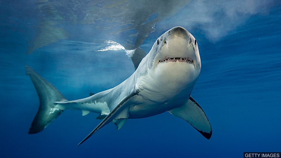  搜寻失踪的大白鲨 Hunting for the missing great white sharks