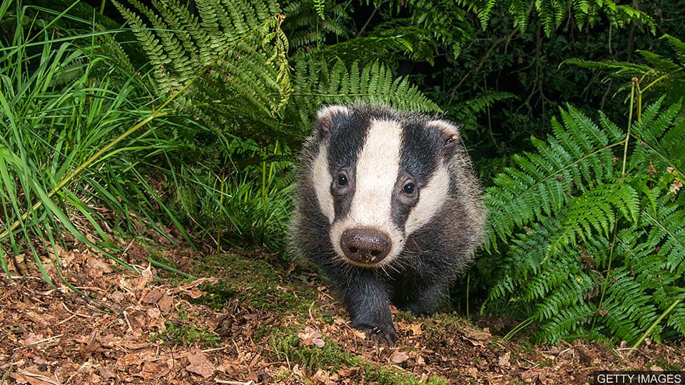  毛茸茸的不速之客 Badger intruder