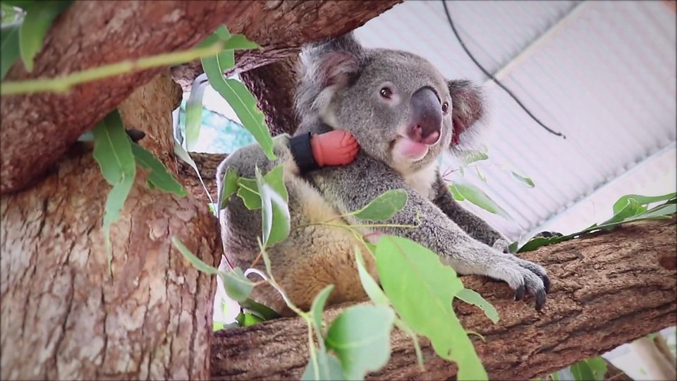  牙医为一只考拉制作义肢 The dentist helping a koala to walk