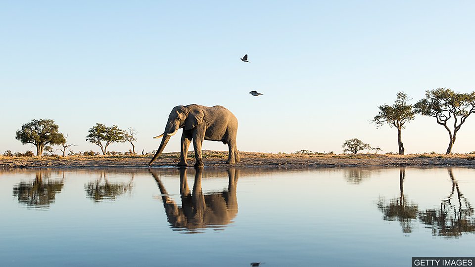  非洲象被列为濒危物种 Africa’s endangered elephants