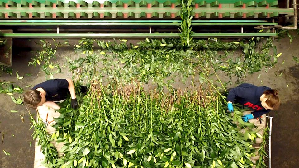  英国脱欧对花卉行业的影响 Brexit: The effect on the flower industry
