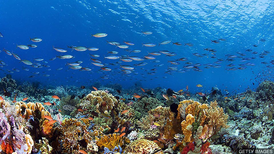  赤道附近海洋生物多样性有所下降 Decline in richness of marine life near equator