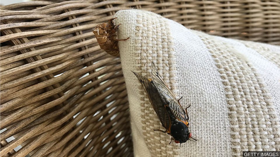  周期蝉蛰伏17年后破土而出 The cicada invasion