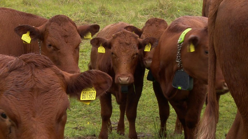  “遥控牛” 保护沙丘生态平衡 App-controlled cows help protect dunes