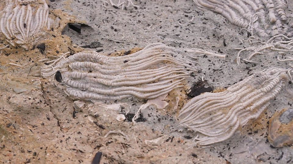  英国发现侏罗纪时期海洋生物化石 Jurassic fossils found in the UK