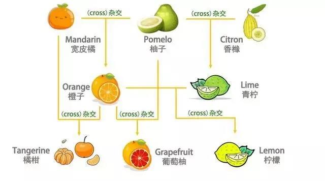 橘子的英文竟然不是orange？看看你是不是也说错了？！必博体育(图1)