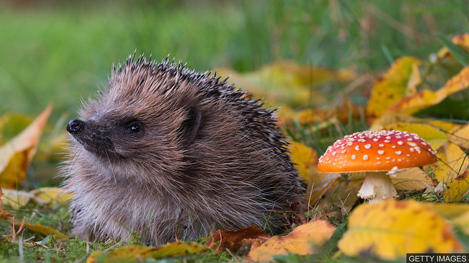 英国乡村地区刺猬数量下降 Hedgehog populations in countryside falling英国乡村地区刺猬数量下降 Hedgehog populations in countryside falling