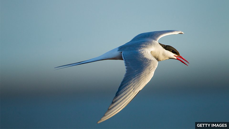The Arctic tern's epic journey 北極燕鷗的漫長遷徙之旅The Arctic tern's epic journey 北極燕鷗的漫長遷徙之旅